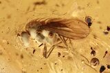 Detailed Fossil Fly and Parasitic Wasp in Baltic Amber #275411-1